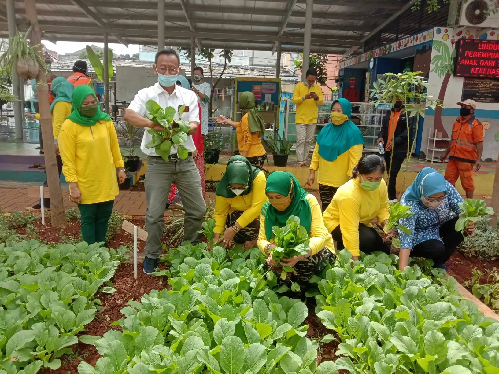 RPTRA Kelurahan Cengkareng Timur, Panen 69 kg Sayur Mayur